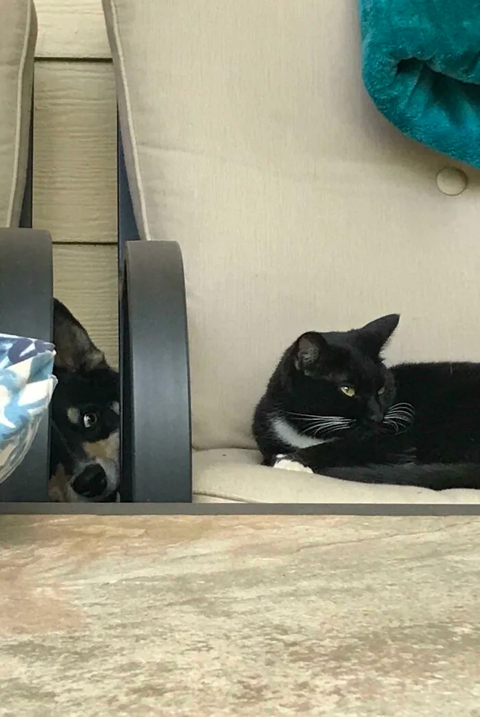 Mi perro espiando a mi gato
