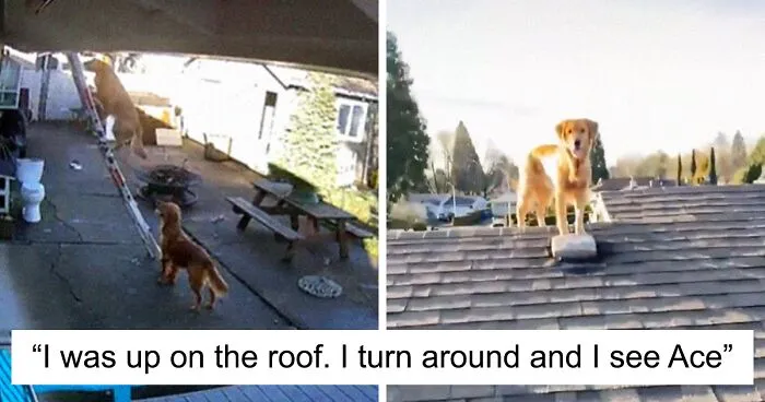 This Guy's Security Camera Revealed How His Dog Climbed A Ladder To Get To Him On The Roof