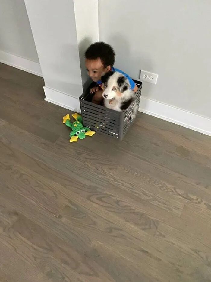 Solo un chico y su perro nuevo