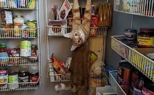 45 Times Cats Malfunctioned And Their Owners Just Had To Document It Online (New Pics)
