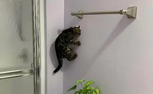 45 Times Cats Malfunctioned And Their Owners Just Had To Document It Online (New Pics)