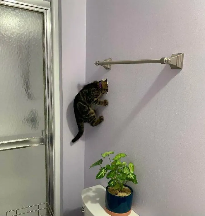 I Was Wondering Where The New Kitten Went