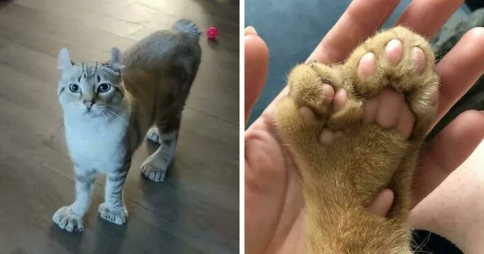 40 Pets With Unique Genes That Have Given Them Really Distinctive Looks