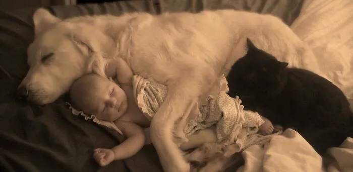 Un bebé, un perro y un gato durmiendo. Creo que gano la puntuación más alta de Internet