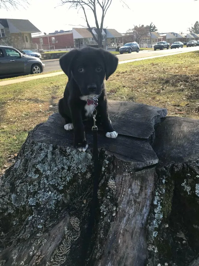Half Lab Half Great Dane Rescue. Meet Ms Bailey