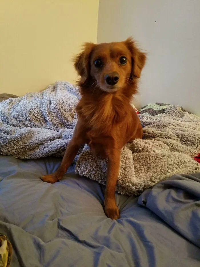 My Gorgeous Red Boy I Picked Up From The Shelter. Not Sure What Mix He Is