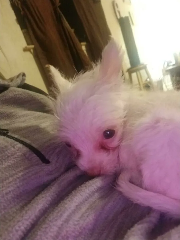 Rescaté a un perrito. Se acabaron los problemas, pequeño. Siempre estarás calentito a partir de ahora