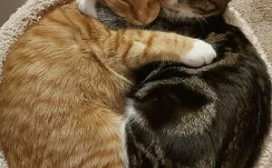 50 Most Wholesome Rescue Pet Photos Of The Month (January Edition)