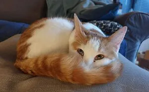 50 Most Wholesome Rescue Pet Photos Of The Month (January Edition)