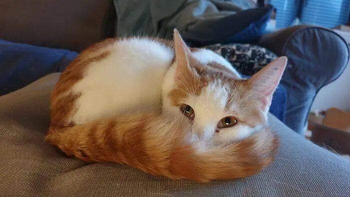 We May Have Adopted A Tiny Snow Leopard