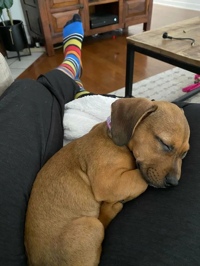 This Is Tuna. Our New Member Of The Family