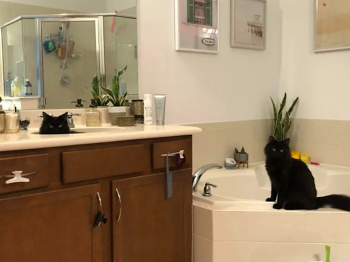 Adopté un gato pero dejé a su hermano así que tuve que volver unos días después para adoptarlo a él también