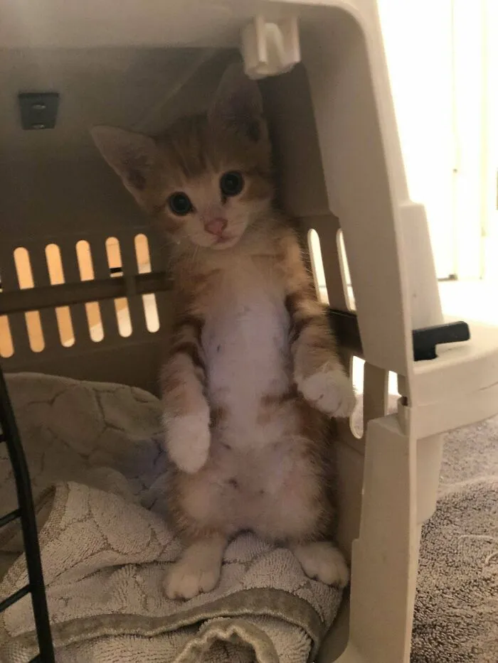 Wife Heard Meowing In The Bushes At The Gas Station. And Found. Lionel. Say Hi To The Newest Addition To Our Family