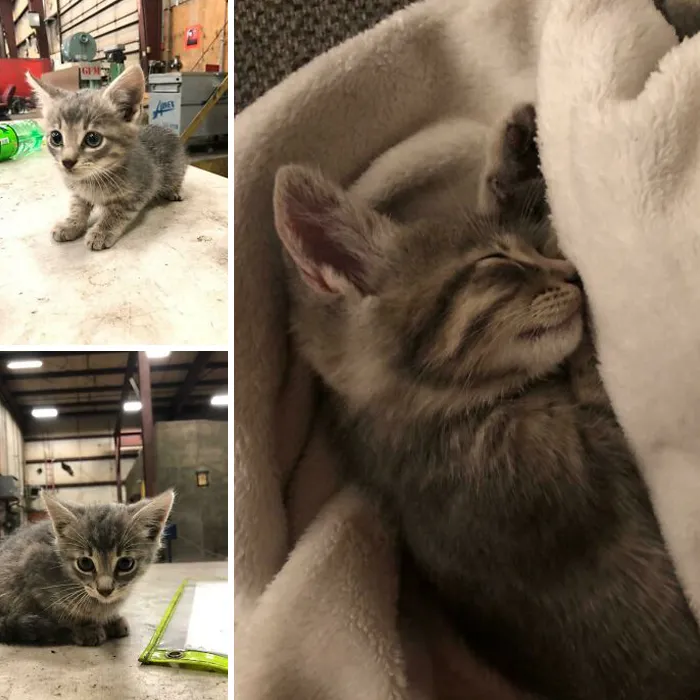 This Is Toby. I Found Him At Work Under Some Pallets During A Heavy Rain Storm. I Sat In The Rain For 40 Minutes To Gain His Trust To Come Out And Now He’s Home Safe And Happy