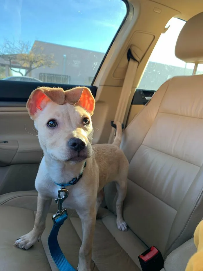 ¡Esta es mi nueva perrita Sanoi! Tiene aproximadamente 14 semanas de edad y no sabe qué hacer con sus orejas