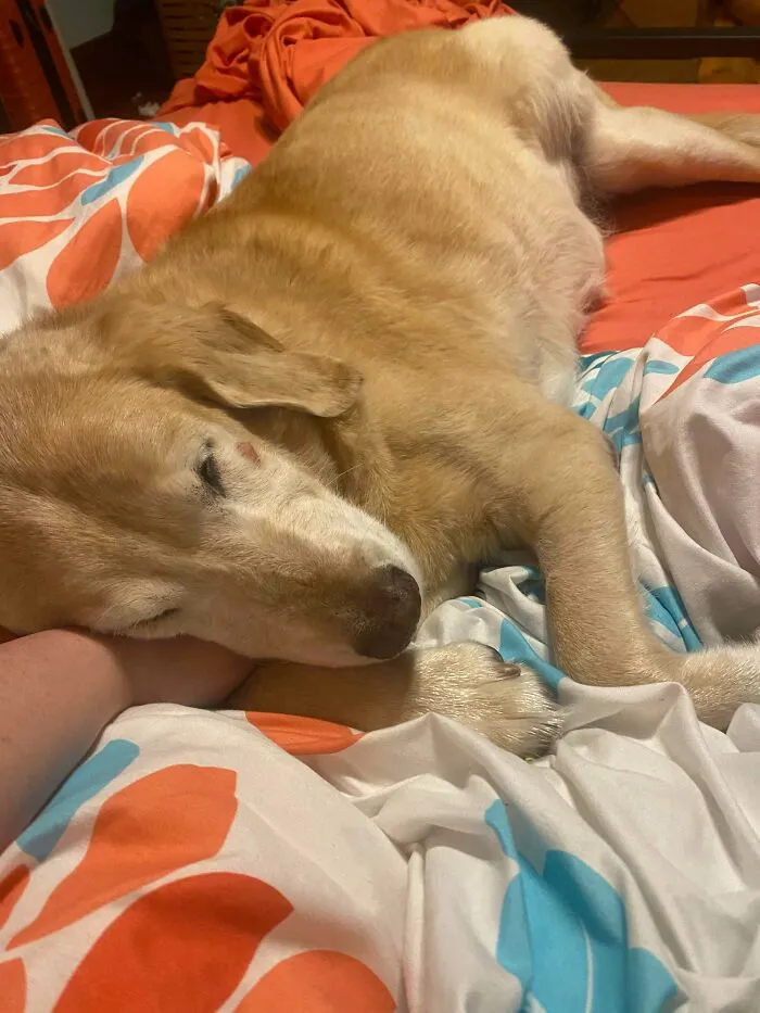My New-To-Me Rare Pupper, Jak-Jak! Just Brought This Sweet 12 Year Old Lab Home And He Is Already My Everything!