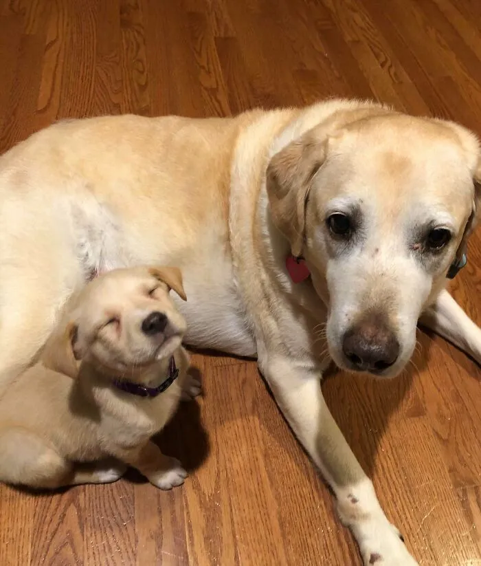 Nuestra perrita adoptada cuando le dijimos que la estábamos adoptando