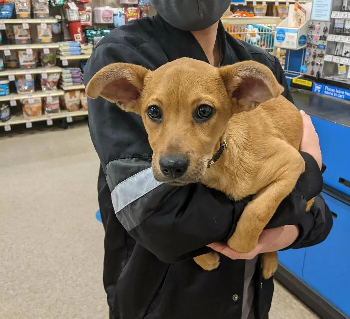 Salem Joined Our Family Yesterday. People Seem To Like Her Ears