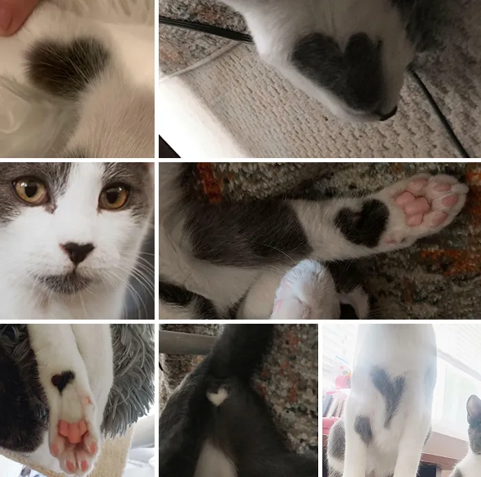 Adoptamos dos gatitos la semana pasada. Los llevamos a casa y notamos que uno de ellos está cubierto de corazones. Siete y contando. Aquí está River, rey de corazones