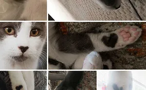50 Most Wholesome Rescue Pet Photos Of The Month (January Edition)