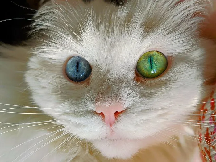 My Boyfriend Said Belle's Different Colored Eyes Creeped Him Out When We Adopted Her, But I Think They Are Beautiful