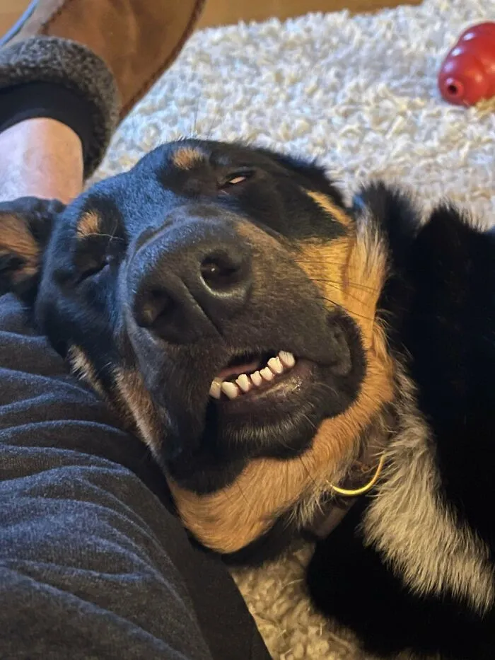 Mi esposa y yo adoptamos nuestro primer perro hace dos semanas. El refugio nos dijo que estaba nervioso y que tardaría mucho en sentirse seguro y cómodo con nosotros. No ha sido el caso en absoluto. Wallace es el mejor, un chico fuera de lo común. Definitivamente se siente como en casa con nosotros