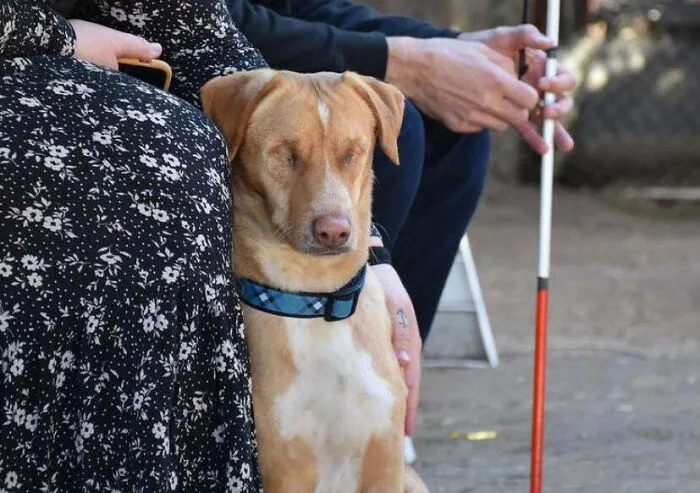 Louis, el perro ciego ¡finalmente adoptado hoy!