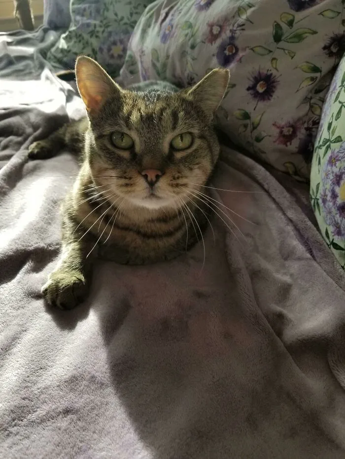 Today We Adopted Toby, He Has Been In The Shelter For Nearly 6 Years. We Plan On Being His Furever Home!