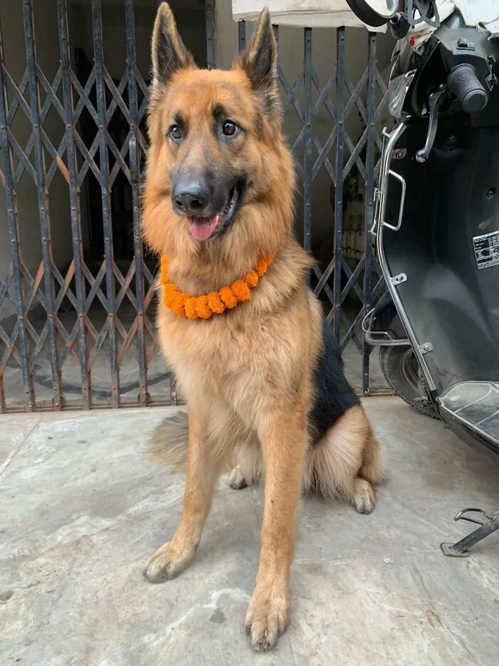 Saludad a mi nuevo Pastor Alemán adoptado Tyson. El día más feliz de mi vida. En nuestra cultura, ponemos un collar de flores como muestra de bienvenida 