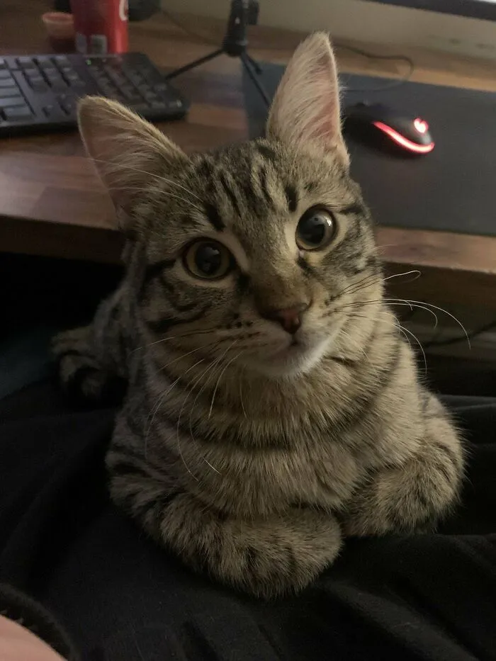 Adopted This Polite Boy
