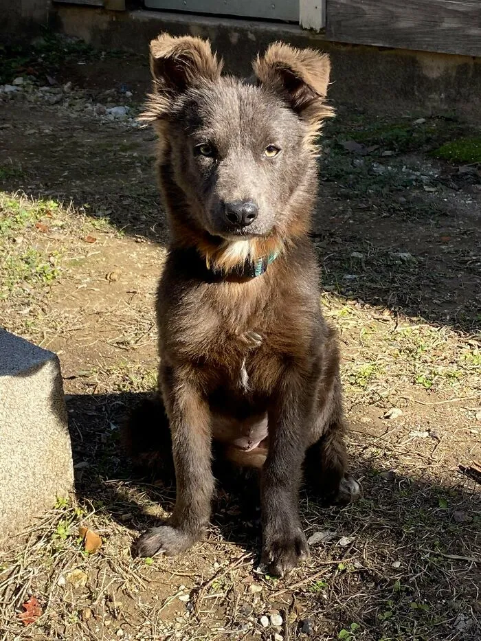 My New Adopted Rescue Pup: Sunnymae!