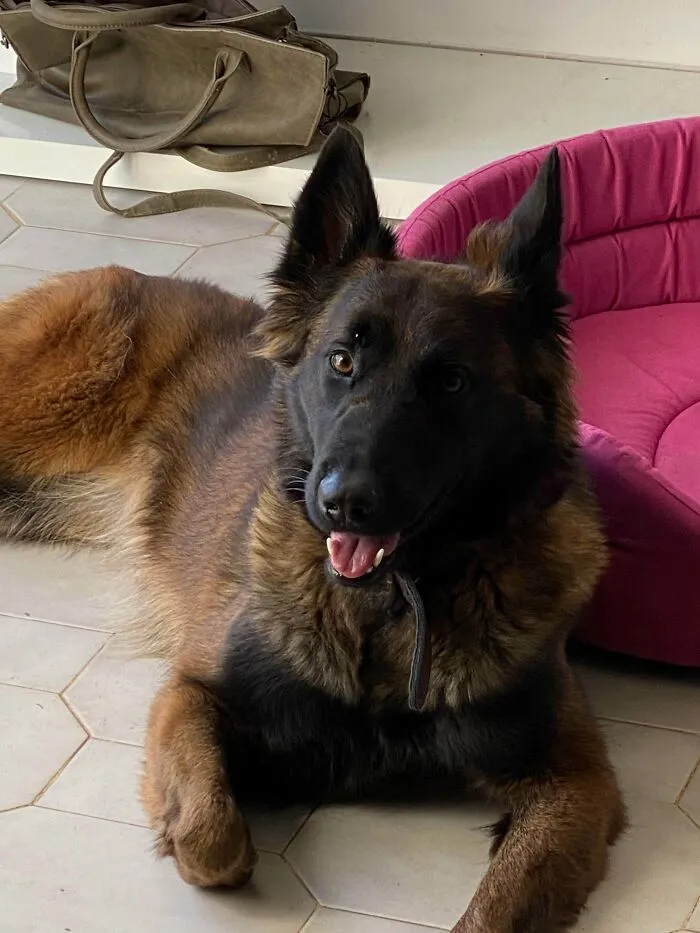 This Is Mia. I Adopted Her Yesterday And We’re Ready To Go Into 2021 Together