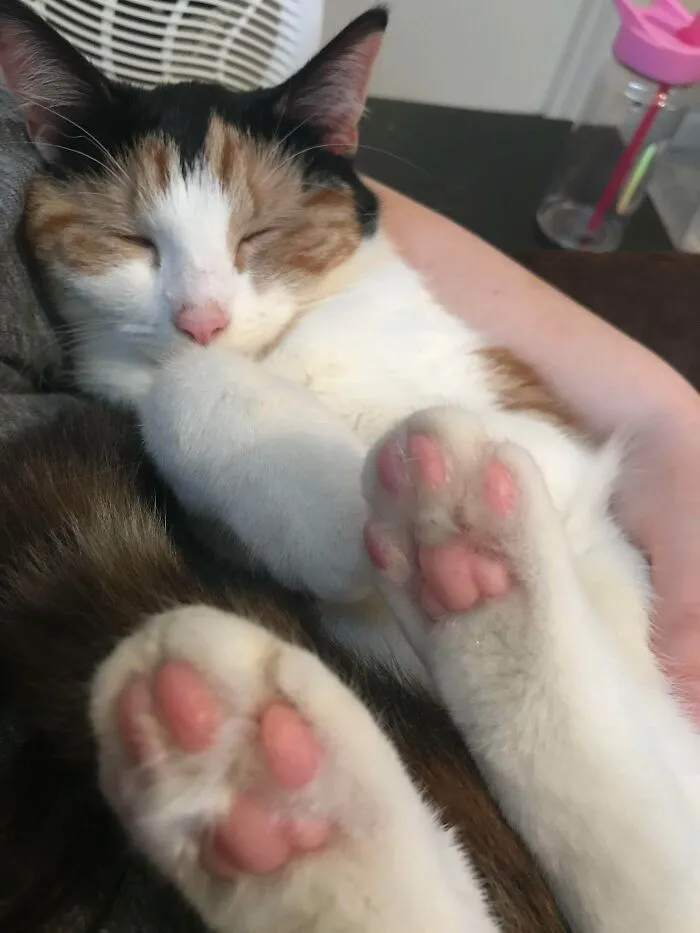 I Rescued A Kitten During The Lockdown... And She Ended Up Rescuing Me