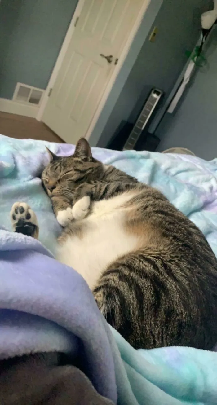 Adopted This Sweet 8 Y/O Named Bella! Wanted To Share Her Favorite Sleeping Position
