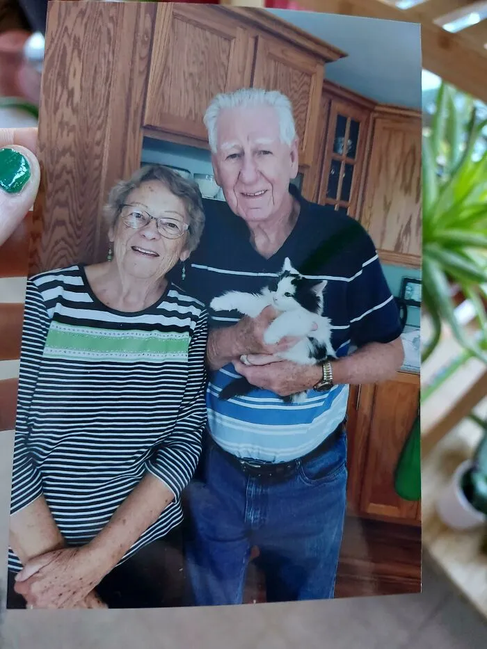 Mis abuelos adoptaron un gatito y me enviaron esta foto por correo