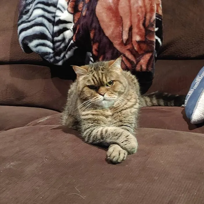 Adopté un gato. Actualmente está juzgando tus decisiones en la vida
