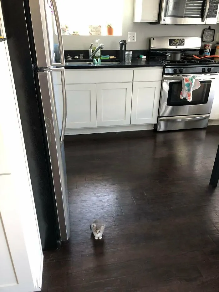 My Best Friends Cat, Jolene