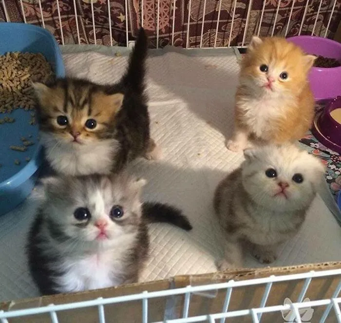 Just A Quartet Of Puff Balls...
