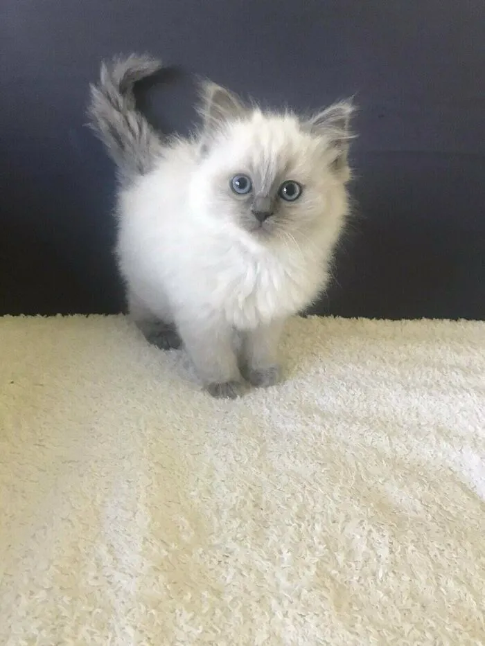 No Seriously, His Name Is Literally & Legally Smol Boi