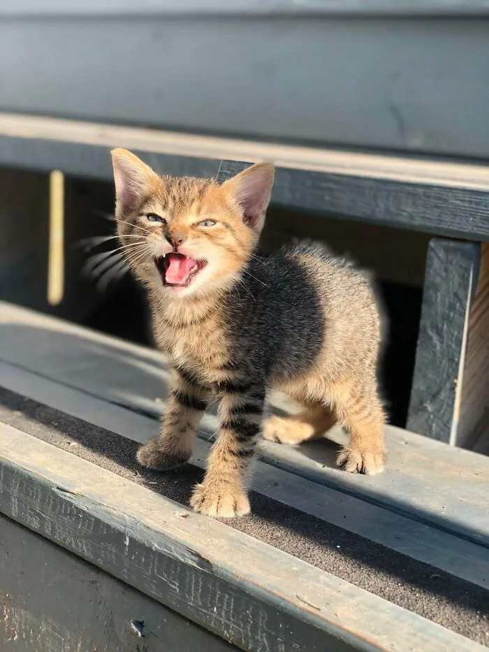 Gus Was The First Of His Litter To Come Out From Under The Porch (And Scream At Me To Leave)
