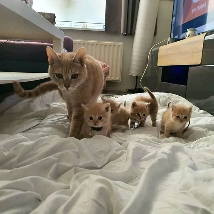 My Cat Sampson And Her Mini-Lions