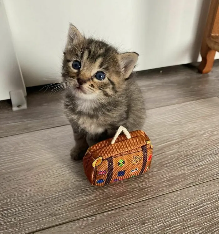 Shameless!! Not Only Criminally Smol, But Also Trying To Escape Quarantine!