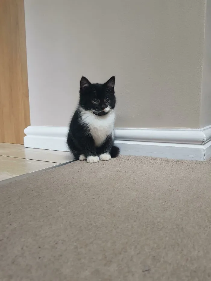 This Is Leo