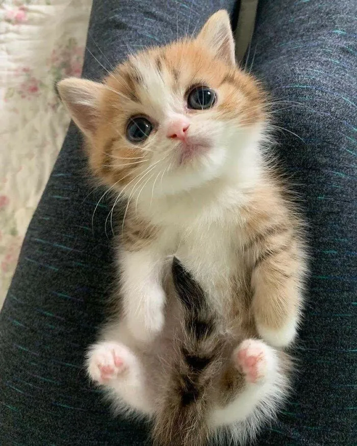 Tiny Cat At Large For Being Unreasonably Cute. If Spotted, Report To Local Pawthorities Immediately