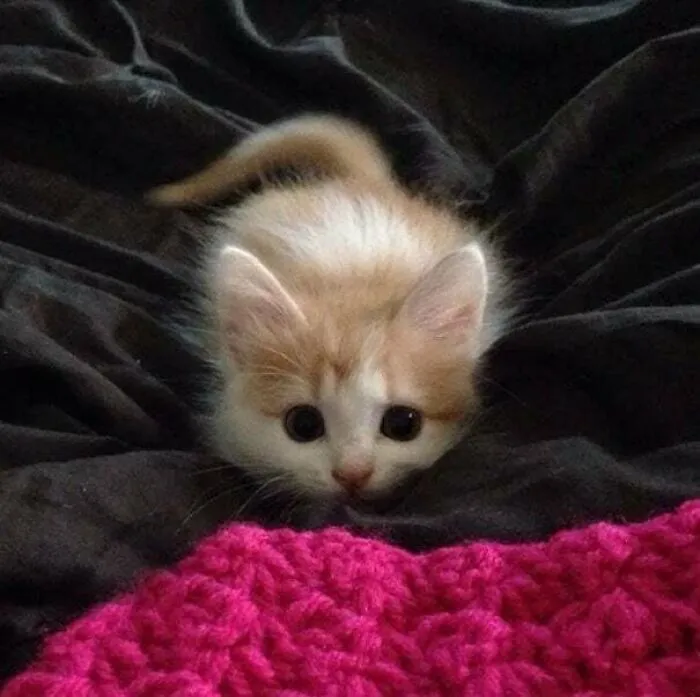What A Little Criminal!
