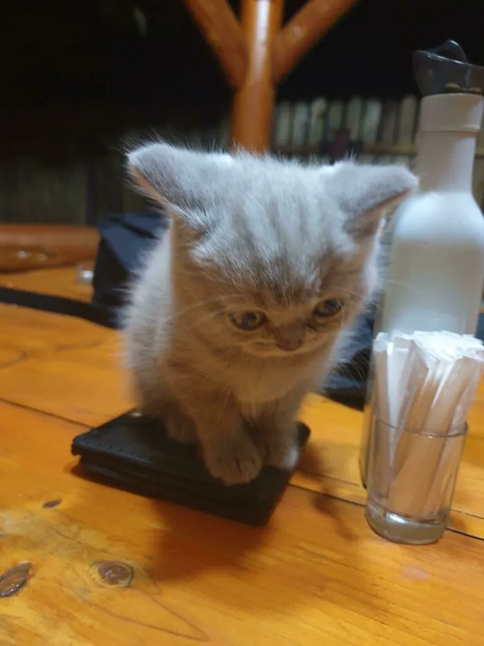 Is This Illegally Smol?
