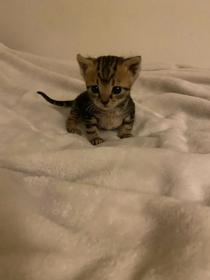Meet Tax Evasion!