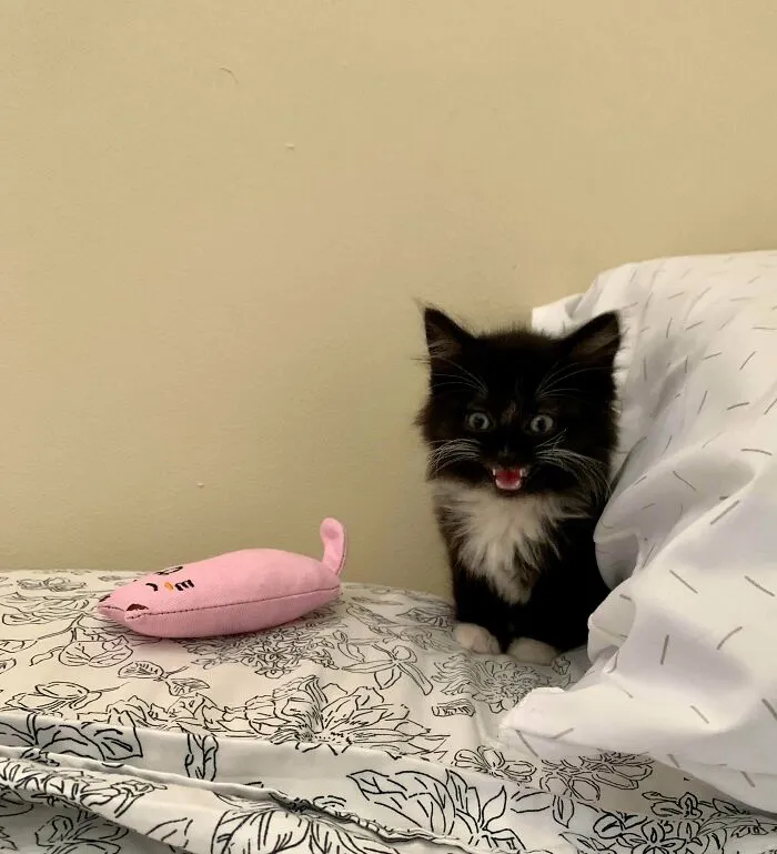 She Is Buttons. Fear Her