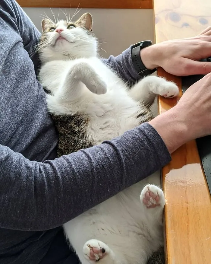 He estado fuera 3 semanas y ahora mi gata está enamorada de mi marido