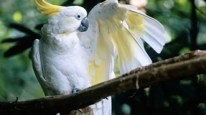 White cockatoo with yellow crest perched on a branch, showcasing features of adorable Australian animals in a natural green setting